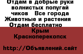 Отдам в добрые руки волнистых попугай.чиков - Все города Животные и растения » Отдам бесплатно   . Крым,Красноперекопск